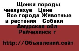 Щенки породы чиахуахуа › Цена ­ 12 000 - Все города Животные и растения » Собаки   . Амурская обл.,Райчихинск г.